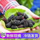 鮮級佳桑葚鮮果 現摘新鮮桑椹無(wú)沙免洗四川桑葚果孕婦應季時(shí)令水果 酵素 凈重2斤順豐現摘現發(fā)