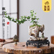 開(kāi)時(shí)果 金邊懸崖六月雪桌面好養盆景 辦公室綠植盆栽植物室內禪意小擺件 禪意靜字盆+小和尚+苔蘚+底托