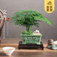 開(kāi)時(shí)果 文竹盆栽桌面擺件盆景 辦公室植物竹子水培綠植盆景源頭直發(fā)包郵 雙龍戲珠盆+苔蘚+底座