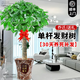 臨雅的花園大型發(fā)財樹(shù)盆栽室內客廳招財高級感落地喬遷之喜懶人好養活風(fēng)水樹(shù) 獨桿發(fā)財樹(shù)1-1.2米+招財陶瓷盆