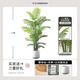 黛暢仿真綠植高端輕奢散尾葵落地盆栽假花樹(shù)室內(nèi)客廳仿生植物裝飾擺件 1.6米散尾葵優(yōu)質(zhì)款 送白色圓底盆
