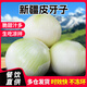 新疆特產(chǎn)白皮芽子白洋蔥生吃不辣水果洋蔥甜味新白皮牙子疆  白皮牙子 2斤