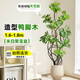 臨雅鴨腳木客廳大盆栽室內(nèi)陽臺造型綠植物鴨掌木鵝掌財落地式大型擺件 造型鴨腳木1.6-1.8米+米白聚寶盆