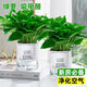 行湘綠蘿盆栽新房綠植盆栽水培除甲醛凈化空氣 早安盆2盆裝 源頭直發(fā)