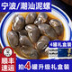 老魚匠泥螺醉泥螺生腌潮汕海鮮即食黃泥螺寧波特產(chǎn)泥螺特大下酒菜生鮮 【4罐禮盒】特大寧波 1040g(凈重)