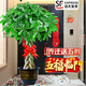 臨雅辮子發(fā)財(cái)樹客廳盆栽大型室內(nèi)綠植招財(cái)樹辦公室喬遷開業(yè)落地植物棵 辮子發(fā)財(cái)樹1.2-1.3m+樹脂福字盆