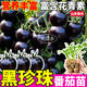 大菜鄉(xiāng)壽光糖水黑珍珠番茄苗秧皮薄多汁黑美人黑寶石種子圣女果四季盆栽 黑珍珠番茄苗6棵+1包肥