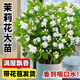 開時果 四季時令花卉綠植盆栽大全 室外庭院地栽植物室內(nèi)好養(yǎng)活陽臺花卉 茉莉花（高40-60cm/帶花苞）+原生盆