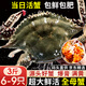 【鮮活發(fā)貨】尚致青島梭子蟹鮮活超大梭子蟹活蟹海蟹飛蟹 【鮮活母蟹】超大3斤(6-9只)