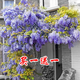 周大闖紫藤（兩棵裝）盆栽爬藤花園開(kāi)花植物凌霄驅蚊苗木庭院陽(yáng)臺爬山虎 藍色紫藤8歲（根粗約3厘米粗）