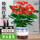 聽(tīng)雪樓大盆特級(jí)紅掌盆栽花卉植物室內(nèi)綠植鴻運(yùn)當(dāng)頭四季開(kāi)花好養(yǎng)中式盆景 特A級(jí)精品大盆紅掌(花開(kāi)富貴盆