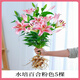 愛(ài)你一萬(wàn)年水培植物香水百合花盆栽帶花苞室內(nèi)好養(yǎng)客廳陽(yáng)臺(tái)花卉水養(yǎng)四季開(kāi)花 【帶花帶根好養(yǎng)】粉色香水百合【5顆】+營(yíng)養(yǎng)液