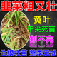 韭菜專用肥料增產(chǎn)粗又壯黑亮葉面肥干尖靈灰霉黃葉病毒疫病專用 5包裝【黃葉苗弱】