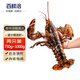 百鮮洽特大龍蝦波士頓龍蝦 活凍波龍澳洲大龍蝦海鮮水產(chǎn)冰鮮冷凍蝦類 2只裝（凈重750g-1000g/只）