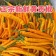 廣西黃貢椒新鮮現摘產(chǎn)地直發(fā)特色蔬菜特辣香辣黃剁椒酒店食材包郵 1斤