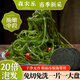 森農(nóng)樂壓縮海帶絲即食涼拌干貨圓餅獨(dú)立小包裝福建霞浦烘干泡發(fā)批發(fā)商用 22g*10片【大規(guī)格裝】