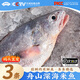 昌鮮園米魚舟山野生鮸魚新鮮海捕冷凍整條大米魚生鮮鰲魚海鮮水產(chǎn)大米魚 【8-10兩/條】3條裝