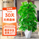 植男植女大葉綠蘿柱室內盆栽大型客廳落地好養易活辦公室喬遷開(kāi)業(yè)源頭直發(fā)