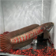 彩虹雷龍魚(yú)爆星月珍珠冷水魚(yú)兇猛魚(yú)苗雷龍淡水活體紅月珍珠魚(yú) 紅月珍珠雷龍魚(yú)1條6-8厘米+飼料