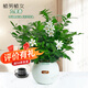 植男植女九里香室內(nèi)好養(yǎng)護(hù)桌面盆栽可開(kāi)花卉綠植發(fā)貨觀葉耐旱源頭直發(fā)