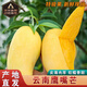 傾睦云南鷹嘴芒黃皮甜芒當季熱帶孕婦水果新鮮現(xiàn)摘現(xiàn)采現(xiàn)發(fā)的甜心大果 8.5斤 （特大果400g+）