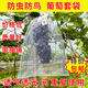 首力水果網(wǎng)套袋防蟲防鳥(niǎo)紗網(wǎng)袋葡萄套袋水果透氣套袋無(wú)花果番石榴套袋 寬23cm長(zhǎng)36cm【4扎100個(gè)】
