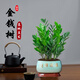 京云夢(mèng)金錢樹盆栽植物花卉客廳喬遷新居植物40-50青色財(cái)源滾滾源頭直發(fā)