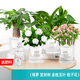 綠有意綠植盆栽多肉花卉盆栽植物室內桌面水培綠植辦公室客廳植物懶人 綠蘿+發(fā)財樹(shù)+金枝+梔子花 帶盆帶土發(fā)貨