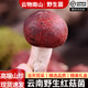 云物南山云南新鮮野生紅菇野生菌精選煲湯食材紅蘑菇月子小朵紅菇食用菌菇 小朵1000g 【特級骨朵丨臻選品質(zhì)】 【新鮮野生丨煲湯鮮美丨現(xiàn)貨速發(fā)】