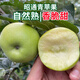 農(nóng)味族【微酸甜脆青蘋果】現(xiàn)摘青蘋果微酸脆甜孕婦水果昭通產(chǎn)地青露4斤 5斤（微酸脆甜） 小果（50-60cm，嫌小勿拍）