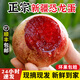 新疆恐龍蛋李子【順豐快遞—送上門(mén)】新鮮當季杏李多汁現摘樹(shù)熟大 4斤 特大果 | 單果80g+