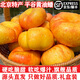 平谷大桃蟠桃撕皮鮮桃子黃油蟠桃多汁新鮮水果脆甜仙桃禮盒裝 黃油蟠桃 5斤【禮盒裝】