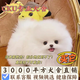 嘉瑰純種博美幼犬幼犬博美小狗活物茶杯犬小型犬可愛寵物狗 血統(tǒng)級