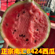 新貨正宗上海南匯8424西瓜脆甜多汁新鮮當季水果麒麟瓜紅壤黑籽 一級精品果7-8斤