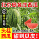 【順豐包郵】北京龐各莊精品小吊瓜新鮮現(xiàn)摘現(xiàn)發(fā)L600頭茬脆甜多汁 2粒嘗鮮裝【凈重】 5-6斤