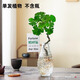 臨雅水培圓葉福祿桐錢(qián)多多盆栽花卉植物客廳室內桌面茶幾懶人水養綠植 福祿桐【單發(fā)植物】1盆