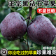 果亞多順豐正宗甘肅黑卡蘋(píng)果正宗黑鉆蘋(píng)果當季新鮮水果純甜冰糖心脆面A+ 9斤精品大果【順豐】