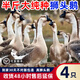 潮汕正宗獅頭鵝活苗特大種獅頭鵝苗汕頭純種獅頭鵝活苗雙下巴包活 每只3兩  4只【真獅頭鵝】