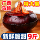 廣西大馬蹄荸薺新鮮即食當(dāng)季水果蔬菜珍珠馬蹄果現(xiàn)挖脆甜整箱包郵 【5斤特大果】約60~80個
