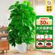 臨雅客廳大綠植天堂鳥(niǎo)發(fā)財樹(shù)綠蘿柱室內凈化空氣植物落地大盆栽花卉 大葉綠蘿柱1.2-1.3米+菱形盆