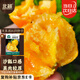 北蔬 黃番茄種子苗老品種沙瓤大黃柿子大棚菜種籽 黃果西紅柿種子50粒
