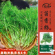 壽禾 割茬小茴香種子種苗秋季蔬菜種籽 濰育系列壽絲割茬茴香種子10g