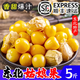 東北姑娘果當(dāng)季新鮮水果5斤現(xiàn)摘黃菇娘燈籠果薄皮甜菇娘果整箱 1斤【精選裝】