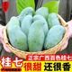 廣西百色田東桂七芒新鮮現(xiàn)摘應當季水果青芒果貴七香芒帶箱特產(chǎn) 實惠裝5斤【凈重4-4.5斤】 大果【單果4-5兩左右】