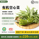 綠源禾心有機空心菜新鮮采摘通菜心青菜蕹菜藤藤菜農(nóng)場時令健康無農(nóng)殘蔬菜 一斤