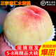 正宗南匯水蜜桃大團蜜露時令孕婦新鮮水果上海應當季現(xiàn)摘軟甜桃子 A+級精選果 爆甜大果6-7兩12個禮盒裝