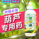 伊多祥葫蘆專用藥葫蘆白粉病枯萎病蔓枯果斑萎蔫病治葉子發(fā)黃水溶性肥料 一瓶體驗(yàn)裝