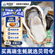 貝司令 鮮活乳山生態(tài)生蠔4XL 凈重4斤 8-11只 生鮮源頭直發(fā)