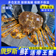 鮮潤(rùn)澤 俄羅斯進(jìn)口鮮活帝王蟹3-3.5斤保鮮不保活新鮮活蟹生鮮 源頭直發(fā)