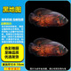 三湖慈鯛魚(yú)黑線(xiàn)王子活體中小型耐養易活熱帶觀(guān)賞魚(yú)淡水魚(yú) 8-10cm黑地圖1條